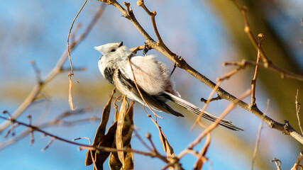 white tailed tit © lazalnik