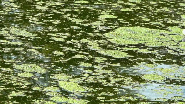 A lake with fresh polluted water and a thick layer of floating algae on the water surface duckweed Lemna turionifera and Wolffia arrhiza