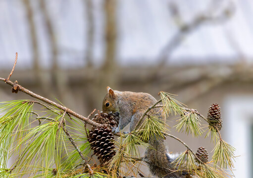 Eastern gray squirrel, known as the grey squirrel, is native animal to eastern North America. A squirrel picks seeds from a white pinecone