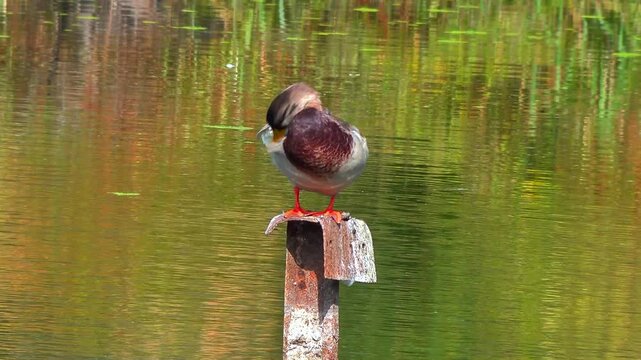 The mallard or wild duck Anas platyrhynchos, A duck rests against the backdrop of lake water with duckweed and Wolffia algae floating on the surface, Odessa.