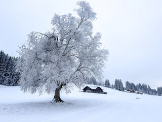 Snowclad tree by cross-country ski trail