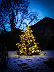 Garden Chrsitmas Tree and lights at winter's dusk