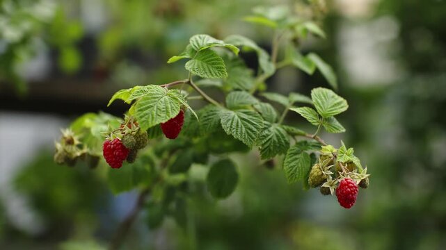 Close-up view of ripening raspberries on a leafy branch in a lush garden, bright red fruit alongside green unripe berries and textured foliage with natural light and blur.