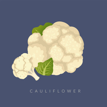 Fresh Cauliflower - white inflorescence meristem - Stock Illustration