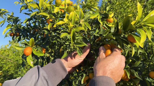 A farmer picking fresh kumquats from the branches in a sunny garden. Scenes themed around organic farming, fresh harvest, and healthy living.
