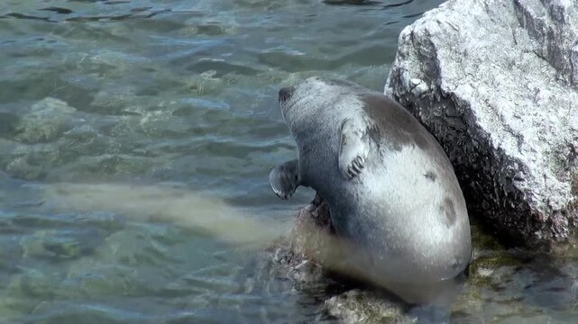A Baikal seal, also known as Pusa sibirica, relaxes on a rock in Lake Baikal during the daytime. Crystal clear water surrounds the rocks where other seals swim and rest.