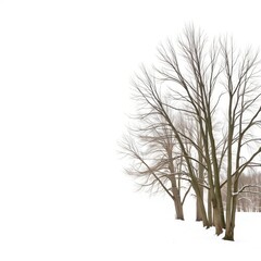 Obraz premium Bare winter trees against a serene white backdrop 