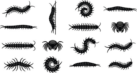 Vector set of black centipede millipede and woodlice silhouettes featuring various poses like crawling curled and climbing isolated on white background © Taslima