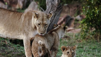 A majestic lioness lovingly interacts with her young cubs at dawn in the Serengeti. She nuzzles, protects, and watches over her playful offspring in their natural habitat in Tanzania.