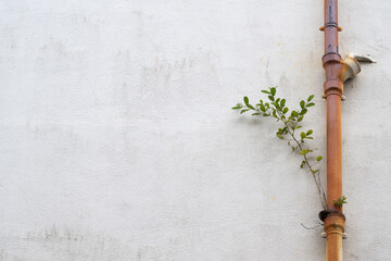 Rostrote Weide (Salix atrocinerea)