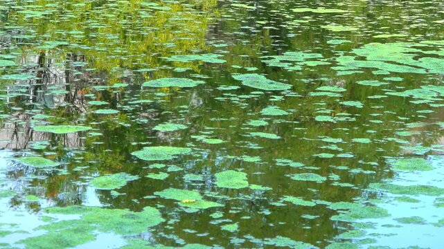 A small lake with fresh polluted water and algae floating on the water surface duckweed Lemna and Wolffia, moved by the wind across the water surface