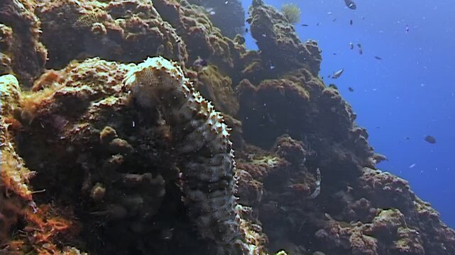 Observe a sea cucumber peacefully consuming nutrients along a vibrant reef. This marine animal is situated among coral and other sea life in the waters of Papua New Guinea.