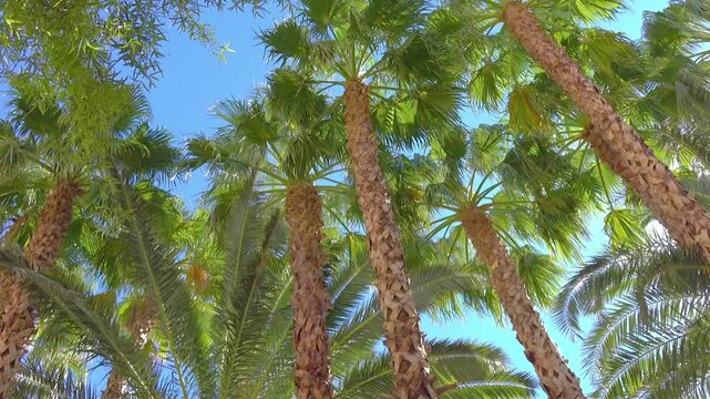 Sun shining through green tree branches with a dolly shot in 4k