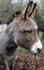 Fototapeta premium Donkey