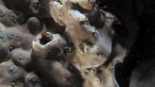 Discover the hidden world of coral reef burrows. Small crabs, shrimps, and other tiny crustaceans explore this complex ecosystem, foraging for food and seeking shelter.