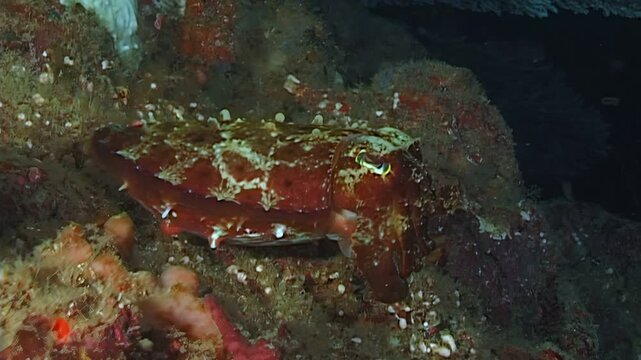 See this incredible cuttlefish use its amazing camouflage skills to blend into the reefs. This Master of Disguise expertly conceals itself among the coral gardens of Indonesia and Papua New Guinea.
