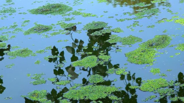 A small lake with fresh polluted water and algae floating on the water surface duckweed Lemna and Wolffia, moved by the wind across the water surface