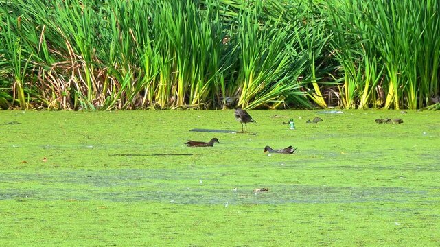 A lake with fresh, dirty water and floating algae Lemna and Wolffia on the surface, ducks swimming and feeding in the lake, Odesa