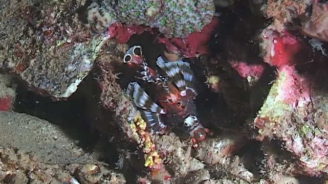A strikingly patterned mandarinfish takes shelter amongst the vibrant coral reefs. The creature searches for food near Papua New Guinea and Indonesia.