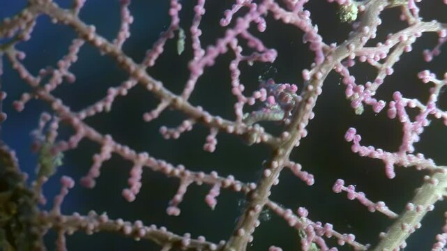 A tiny pygmy seahorse is perfectly camouflaged amongst the pink gorgonian coral. This master of disguise blends in seamlessly in the underwater world of the Philippines.