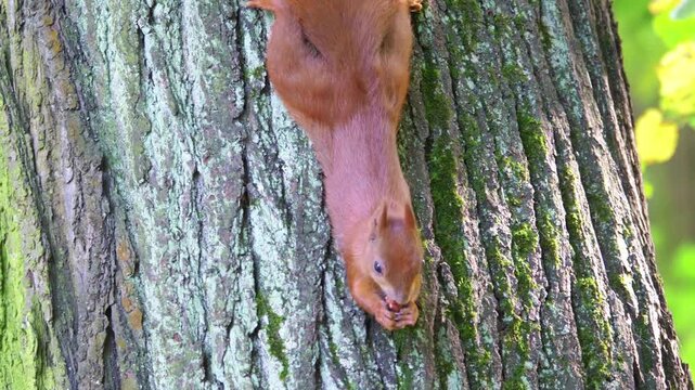 Squirrel eating while hanging on a tree trunk 4k in slow motion 60fps
