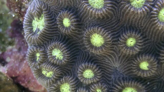 Explore the captivating Favia or Favites coral reefs in the Philippines. Observe the intricate patterns and vivid colors of these colonial organisms thriving beneath the waves.