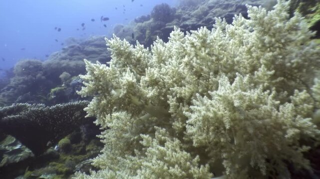 Explore delicate soft corals of Alcyoniidae family, Sinularia and Lobophytum, flourishing in waters of Philippines. Witness gentle sway of these underwater wonders as they thrive in natural habitat.