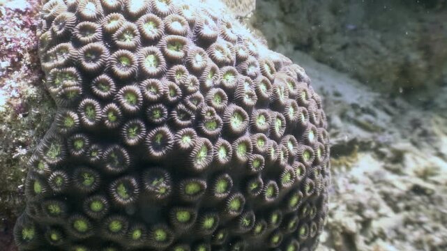 Explore the fascinating underwater world of the Philippines. Close encounter with a vibrant Favia or Favites colonial stone coral, a member of the Faviidae family, growing strong.