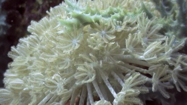 Witness the elegant dance of Xenia elongata corals. These soft corals pulsate rhythmically in the clear waters of the Philippines, showcasing nature's beauty.