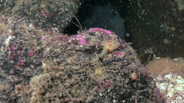 An Atlantic wolffish rests amongst rocks and shells. The Anarhichas lupus, also called Atlantic catfish or sea cat, seems to be enjoying a calm afternoon in its habitat.