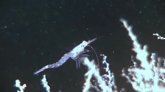 An Antarctic krill swims near a coral reef in the cold, dark waters of the Southern Ocean. This small crustacean is a keystone species in the Antarctic ecosystem.