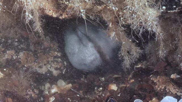 An Atlantic Catfish, Anarhichas lupus, rests in its den amongst seaweed-covered rocks. The sea cat is still and blending into its surrounding, somewhere in the chilly depths of the Atlantic ocean.