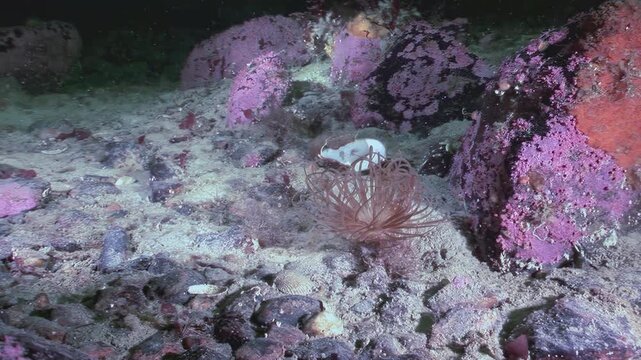 A pachycerianthus fimbriatus, or tubular anemone worm, sways gently in the Arctic current. It is surrounded by rock and sand on the ocean floor. Its delicate tentacles extend, showcasing its beauty.