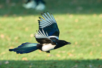 Eurasian Magpie Flying Over Green Grass Background