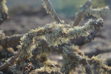 Trekking to Monte Corona, Lanzarote, November 2025, nature, bush, tree, landscape, view, rock, volcanic island, trekking, monte corona, plant, lichen