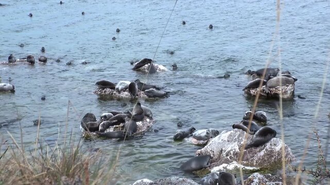 A group of Baikal seals, Pusa sibirica, rest on rocks in the clear waters of Lake Baikal. They bask in the sun on a warm summer day. Some are swimming, some are resting, enjoying the day.