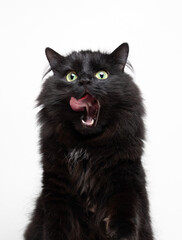hungry black longhair cat licking its mouth studio shot on white background © furryfritz
