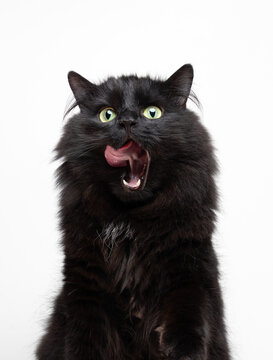 hungry black longhair cat licking its mouth studio shot on white background