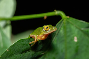 Obraz premium A gorgeous green Tinker Reed Frog (Hyperolius tuberilinguis) perched on dense vegetation, ready to jump. St Lucia, KwaZulu-Natal, South Africa