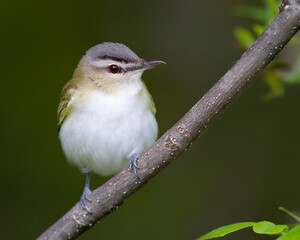 A red-eyed vireo close-up © Simon