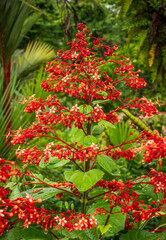 Obraz premium Bright red pagoda flowers grow in the tropical environment of Costa Rica, surrounded by green plants and trees