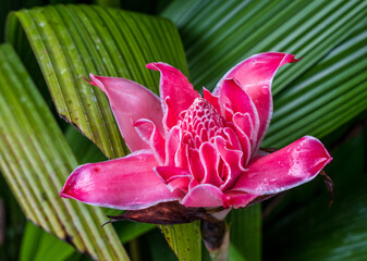 Obraz premium A torch ginger flower grows in Costa Rica, showing its bright pink petals and unique shape among green leaves
