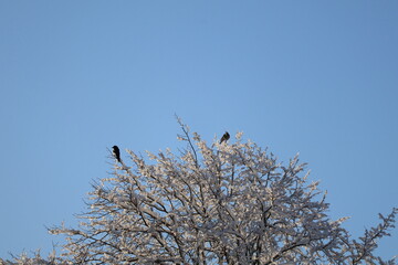 Snow-laden branches reach toward a vivid blue sky, capturing a calm winter moment. Frosty textures and a serene atmosphere evoke quiet outdoor beauty and seasonal charm.Space for text.January 2026