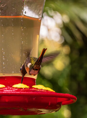 Obraz premium Magenta-throated woodstar hummingbird hovering in flight by red feeder in rain forest of Costa Rica