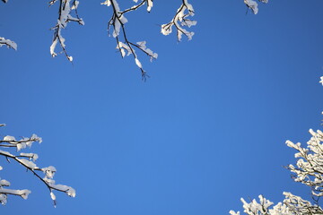 Snow-laden branches reach toward a vivid blue sky, capturing a calm winter moment. Frosty textures and a serene atmosphere evoke quiet outdoor beauty and seasonal charm.Space for text.January 2026