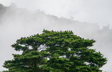 Obraz premium Birds landed and perched inn tree in misty view of the landscape of Monteverde in Costa Rica looking west towards Pacific Ocean