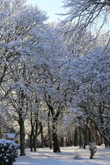 Snow-laden branches reach toward a vivid blue sky, capturing a calm winter moment. Frosty textures and a serene atmosphere evoke quiet outdoor beauty and seasonal charm.Space for text.January 2026