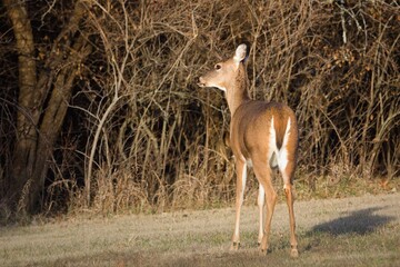 Young white-tailed doe, possibly a yearling. 
