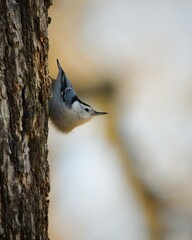 Nuthatch on a warm fall day