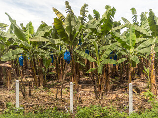 Obraz premium Banana plants stand in rows in Costa Rica with blue bags protecting the fruit before harvest from insect damage